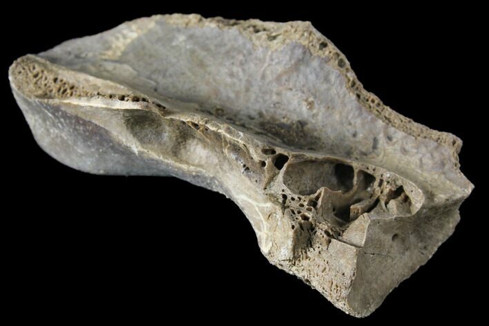 Theropod Astragalus Bone - Alberta (Disposition #-) #129768